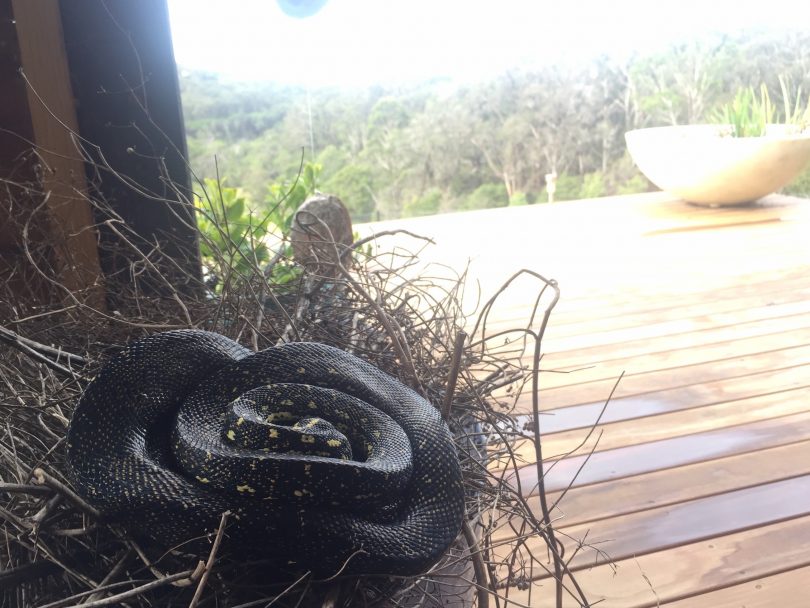 Diamond Python's are found all along the New South Wales coastline down into the north-eastern corner of Victoria, and west into the Blue Mountains. Photo: Lisa Herbert.