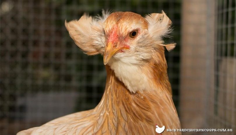 Araucana's bring such beauty to the eye. Photo: backyardchickens.com.au