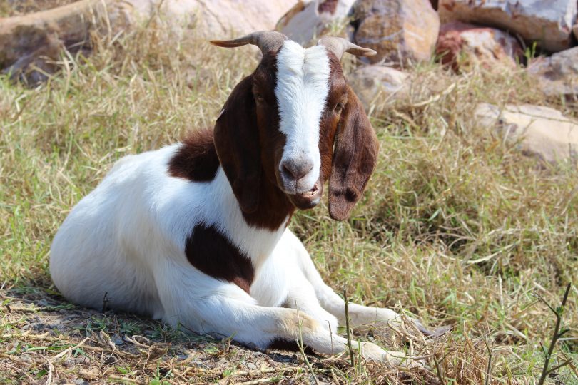 With goats, the use of harmful herbicides can be entirely avoided," - Elizabeth Larson