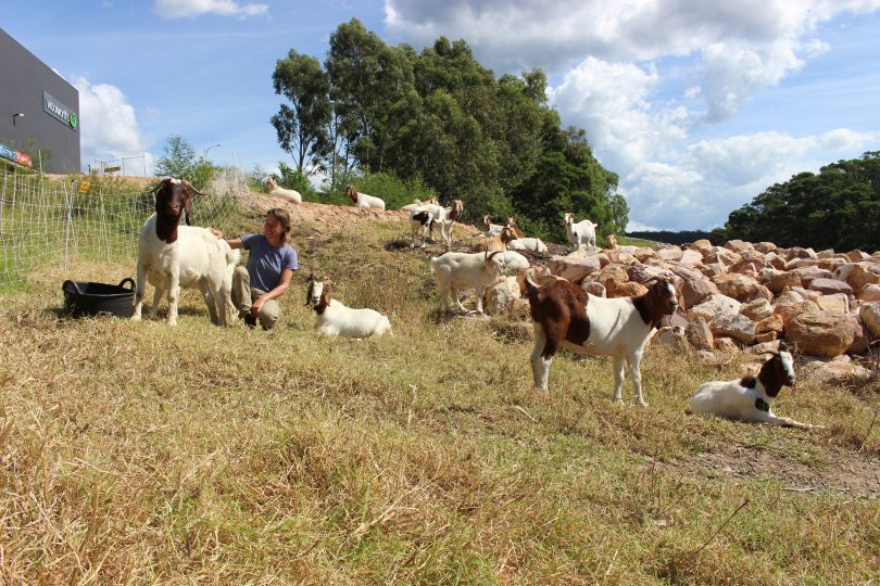 With repeated visits from her 'Herd for Hire' Elizabeth says the war on weed can be won. Photo: Ian Campbell