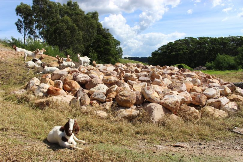 Goats will work in step rocky terrain that is inaccessible to man and machines or just not safe. Photo: Ian Campbell