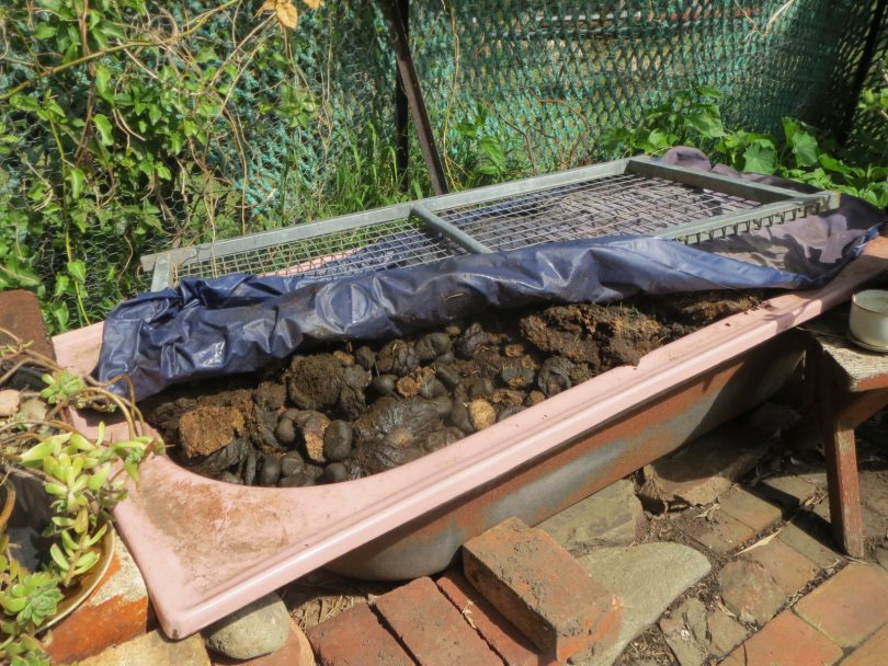 A bathtub compost system also gives you worm juice. Photo: Kathleen McCann.