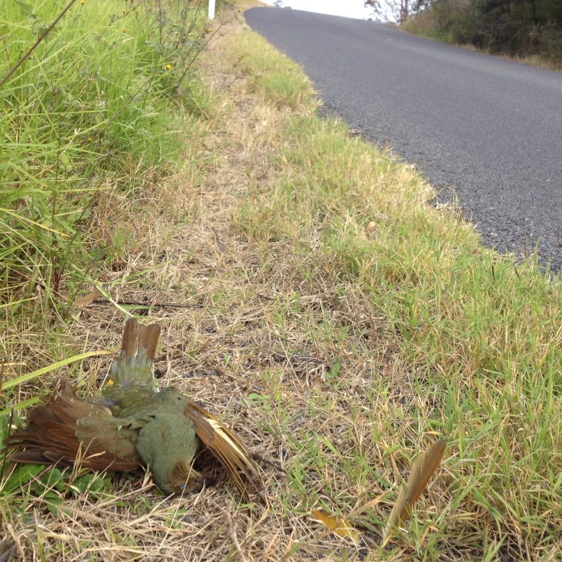 Roadside treasures. Every walk uncovers something beautiful or just plain weird. Photo: Elka Wood. 