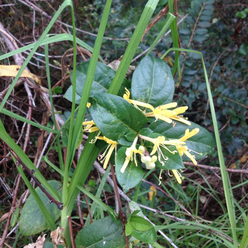 Honeysuckle has spread along many roads and although a weed, it does contribute a sweet smell to roadside walks. Photo: Elka Wood.