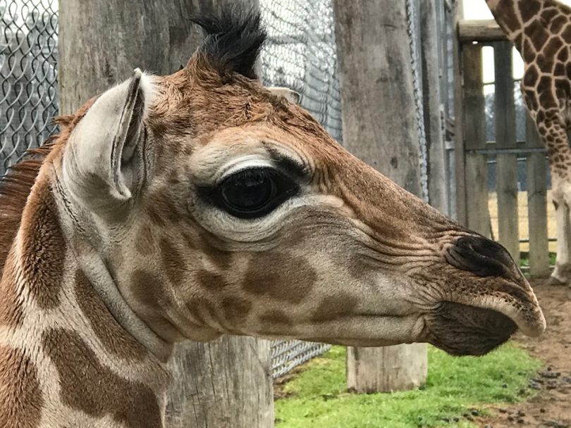 Baby Karn. Photo: Mogo Zoo.