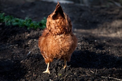 A chicken.