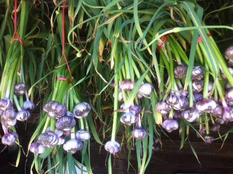 Garlic hanging to cure. 