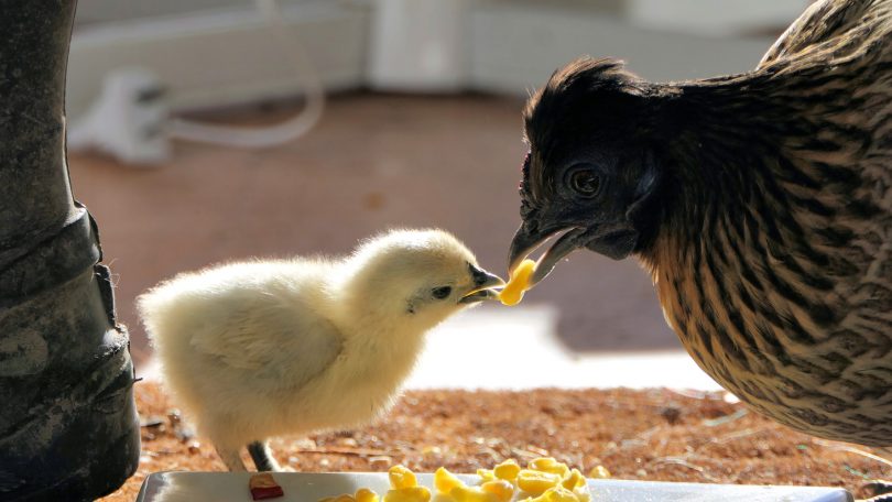 Chick and Mum