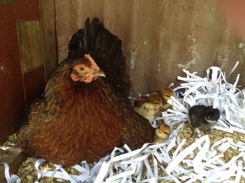 Mum in nest with chicks