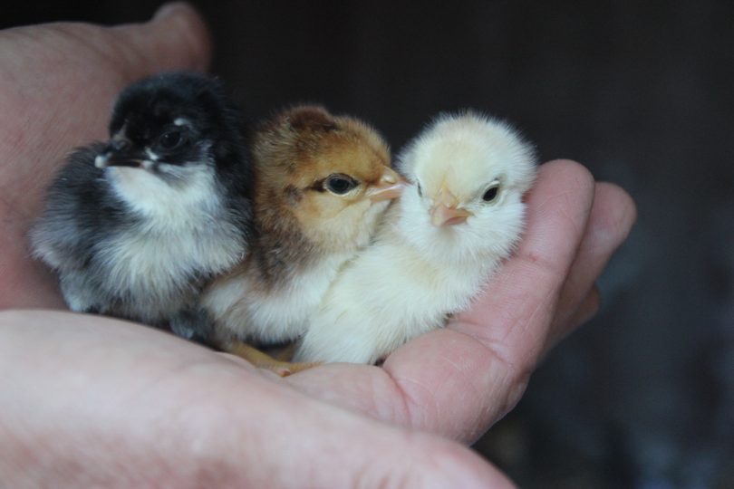 Three chicks