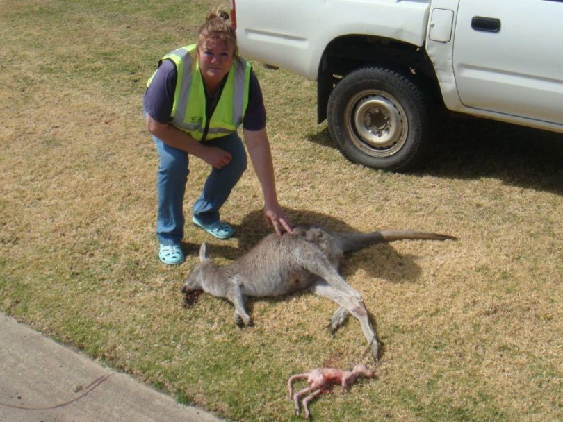 WIRES carer Janine Green. A number of surviving joeys are being cared for. Photo: ABC South East NSW, WIRES.