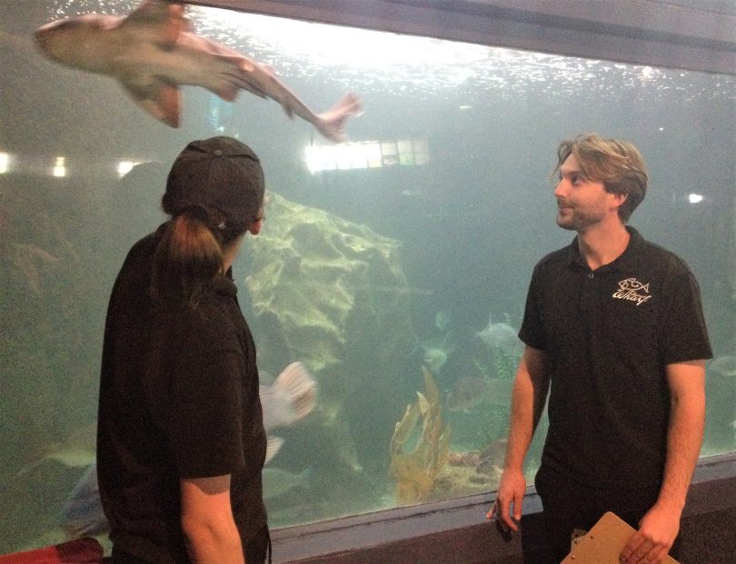 William and Harrison with an adult Port Jackson shark