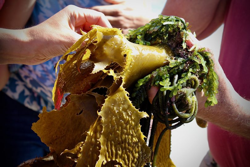 Golden kelp and caulerpa