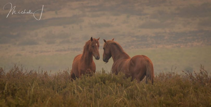 Wild horses after the fire