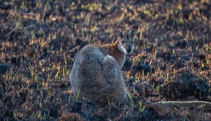 A Wallaby after the Kosciuszko fire