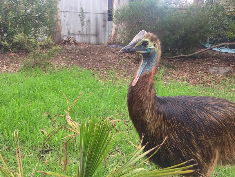 Young Cassowary Gorge, a fascinating and complicated creature. Photo; Lisa Herbert