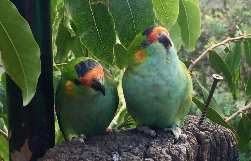 Purple Crowned Lorikeets