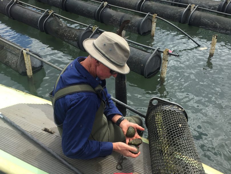 Gary Rodely of Tathra Oysters