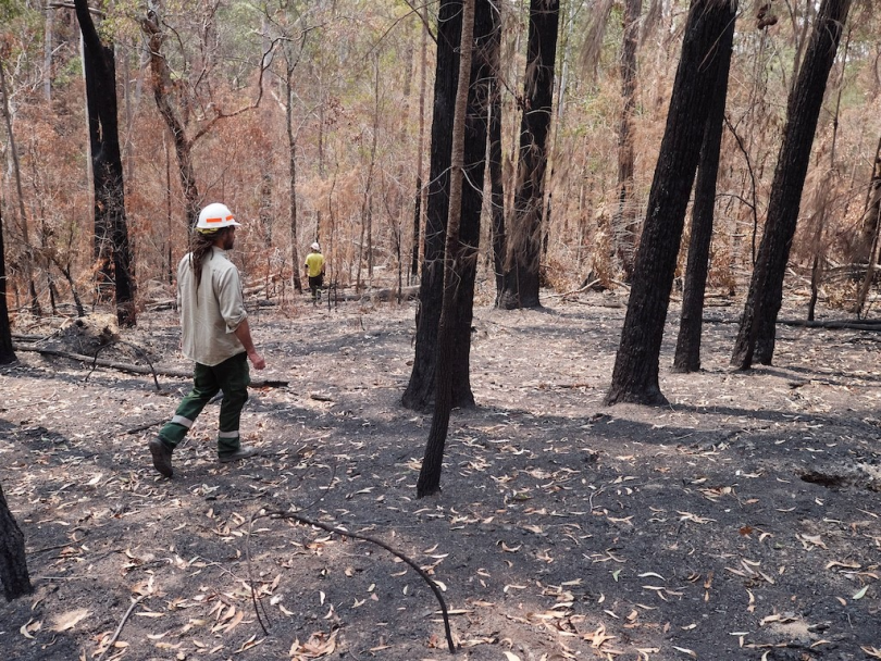 Dan Morgan survey's burnt koala habitat at Biamanga National Park. Photo: Dave Gallan. 