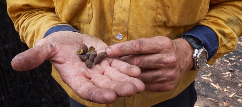 Signs of life: koalas are hard to spot but scat is solid evidence of their presence. Photo: Dave Gallan. 