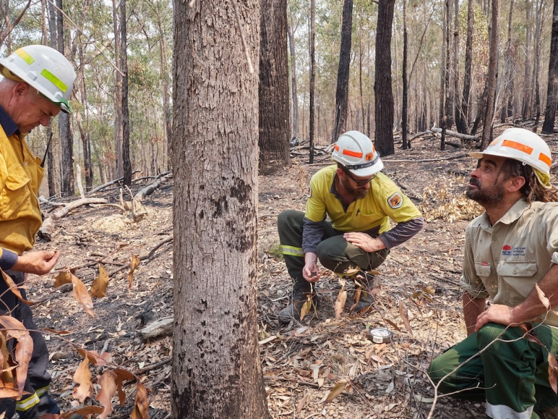National Parks employees search for fresh signs of Koalas after fire. Photo: Dave Gallan.