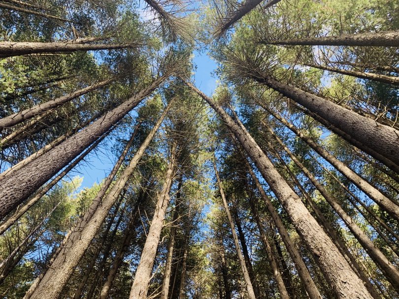 The Sugar Pine Walk in Bago State Park