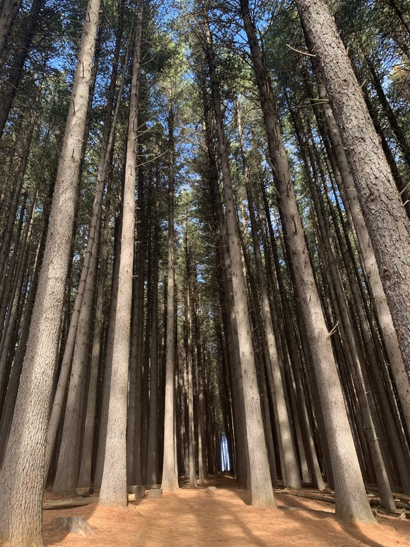 The Sugar Pine Walk 