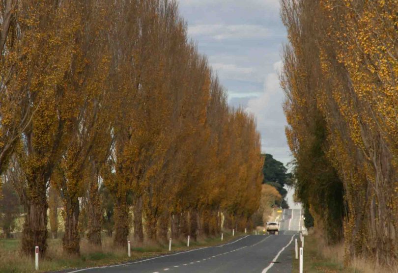 Avenue of Lombardy poplar trees on the eastern side of Braidwood.