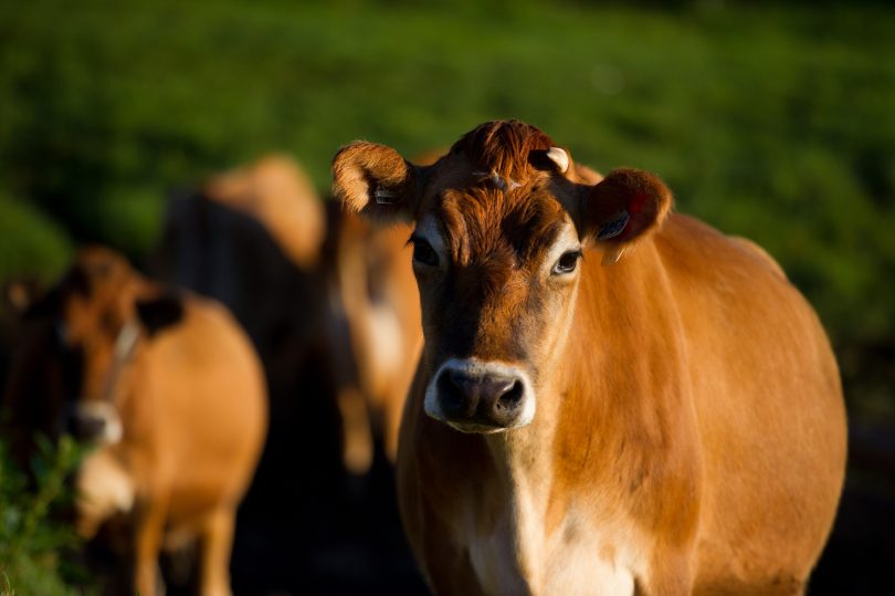 Jersey cows on farm.