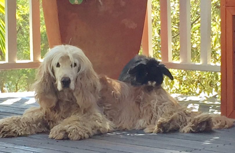 Dogs Indie and Henry lying on verandah.