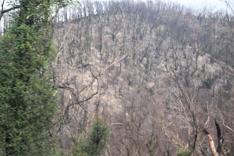 Aerial image of burnt forest on Clyde Mountain.