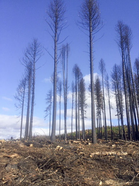 The remains of Sugar Pine Walk after logging.