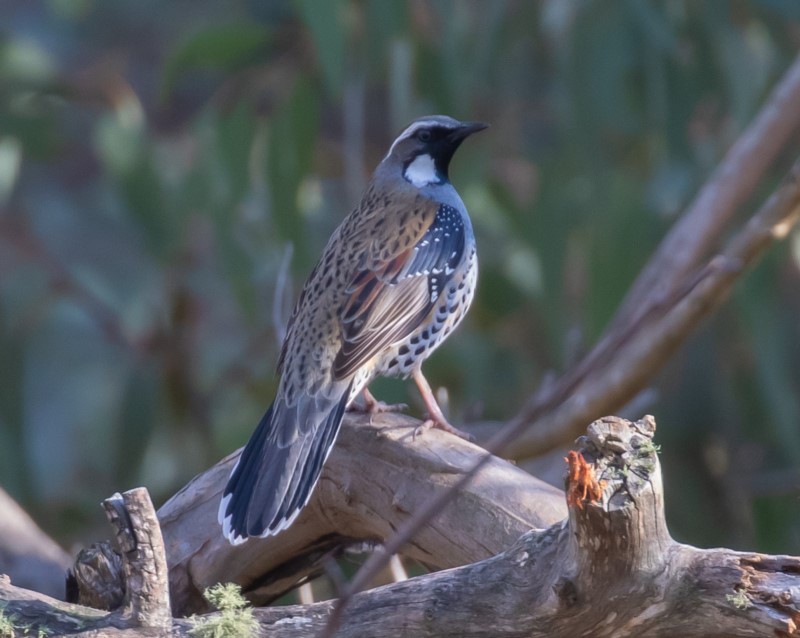 Spotted quail-thrush bird sitting on branch.