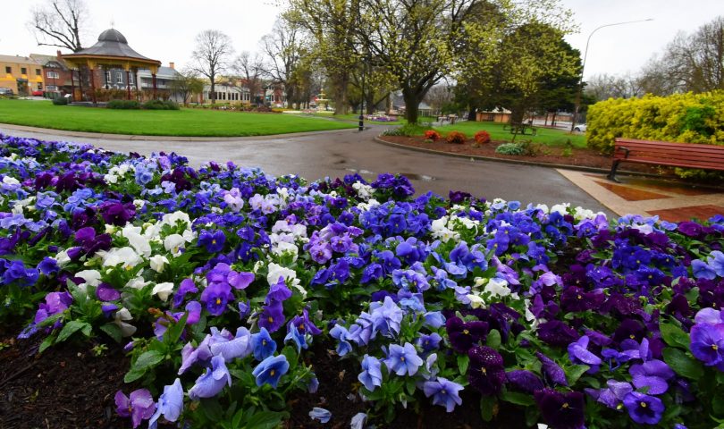 Pansies and violas