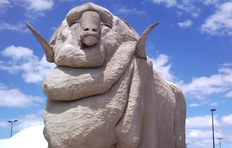 he Big Merino