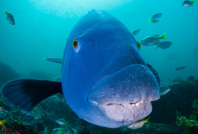 Blue groper fish swimming at Batemans Marine Park.