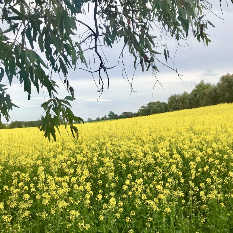 Canola