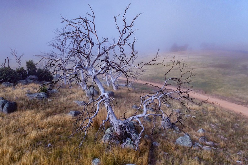 Dying ribbon gum tree.