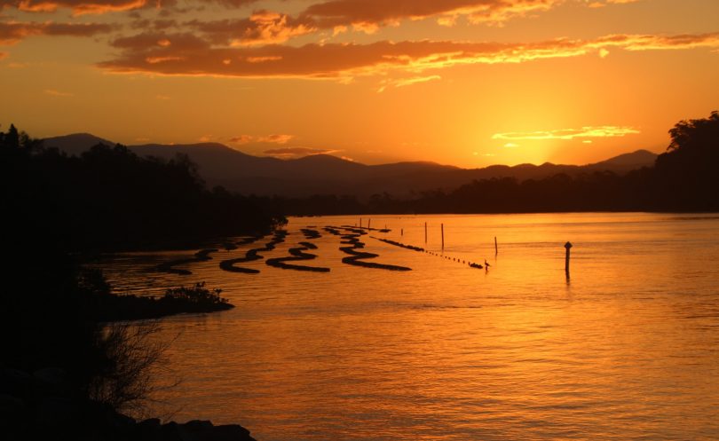 Oyster leases on Moruya River.