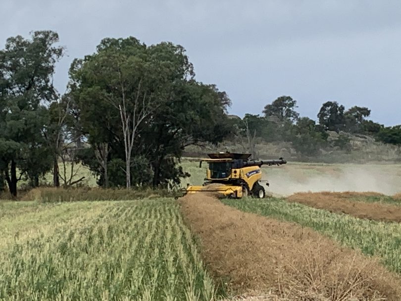 Canola harvesting on rural property.