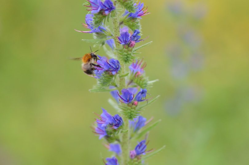 Bee on stem of Paterson's curse.