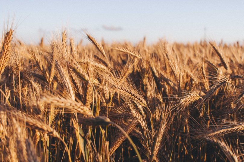 Wheat field.