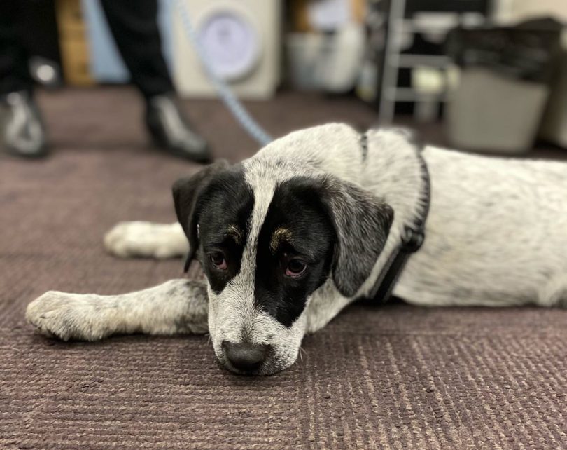 Speck the dog on police station floor in Sydney.