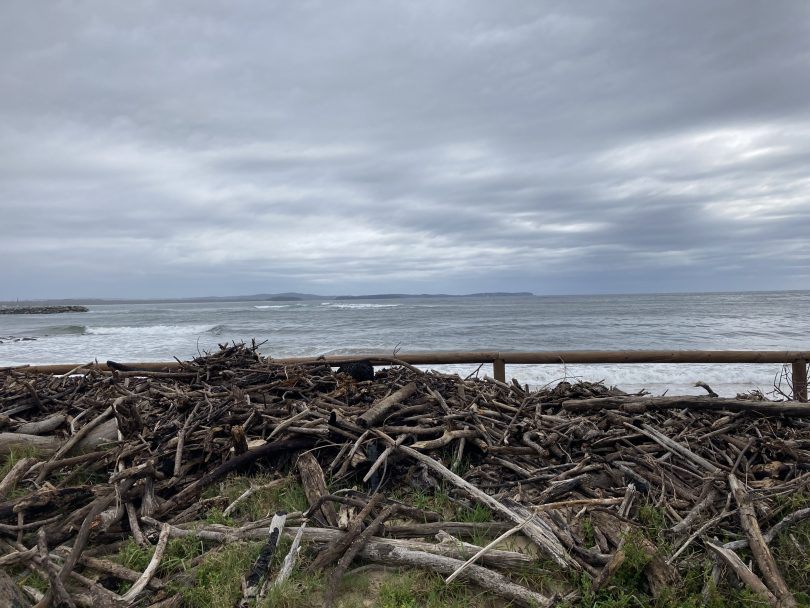 Wood piled up behind dunes at Shelly Beach.