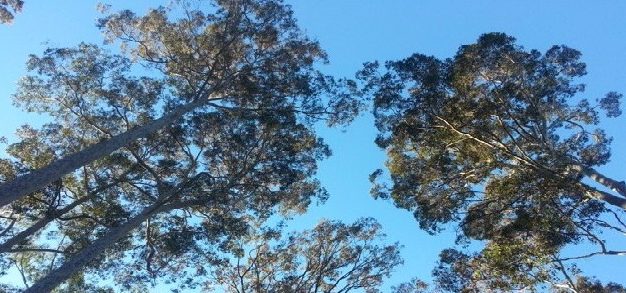 Canopy of trees in forest.