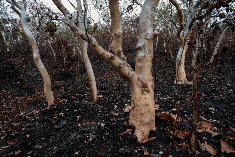 A forest blackened from bushfire.