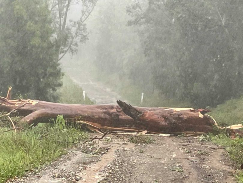 Fallen trees