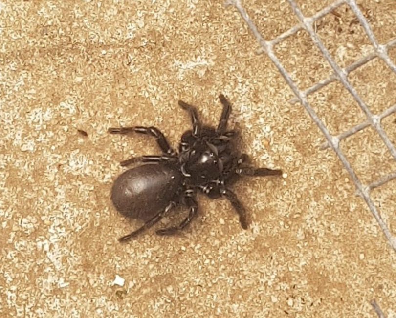 Funnel-web spider.