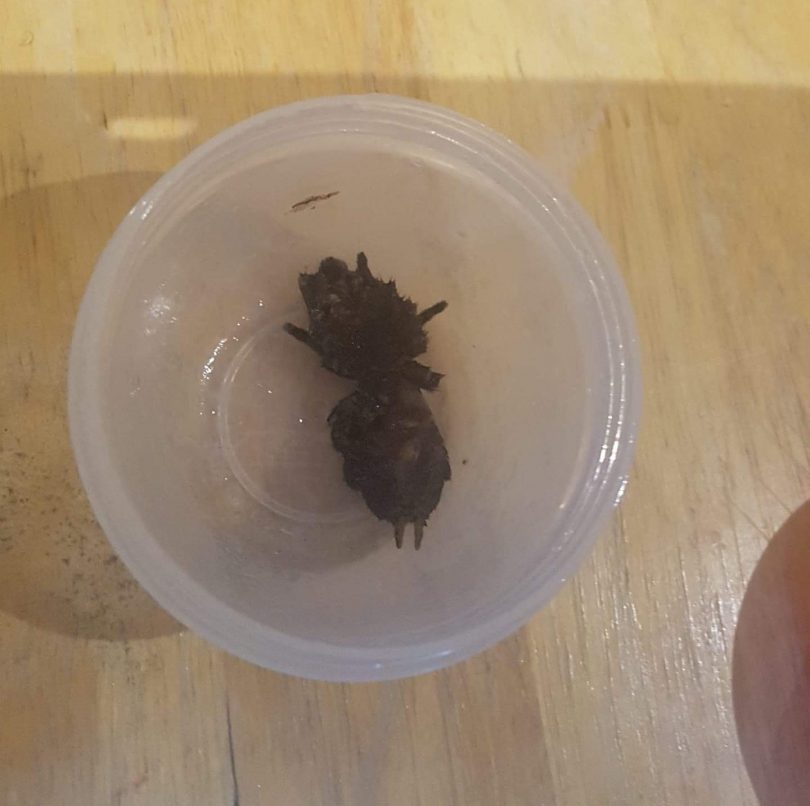 Dead funnel-web spider in a bowl.