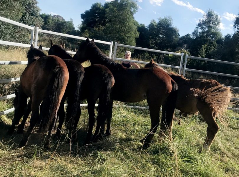 Rehomed brumbies on a property at Tallong.